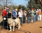 Meeting the white lions of Entabeni.