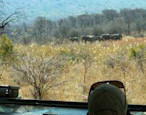 Face to face with a herd of African elephant at